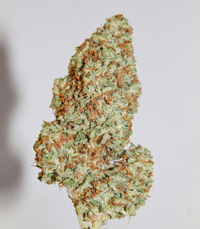 Семена сорта Original Big Bud Auto fem (FastBuds)