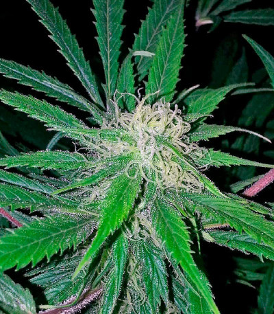 Семена сорта Pakistan Valley fem (World of Seeds)