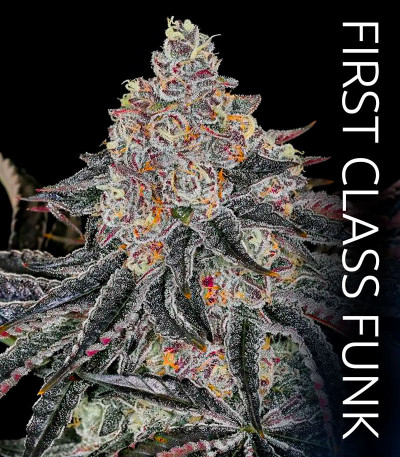 Семена сорта Permafunk fem (Compound Genetics)