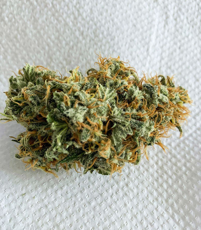 Семена сорта Vitality fem (AlphaFem Seeds)