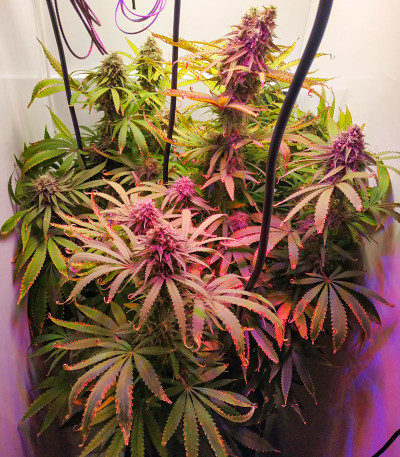 Семена сорта Critical Kush fem (Barney's Farm)