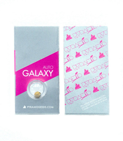 Семена сорта Auto Galaxy fem (Pyramid Seeds)