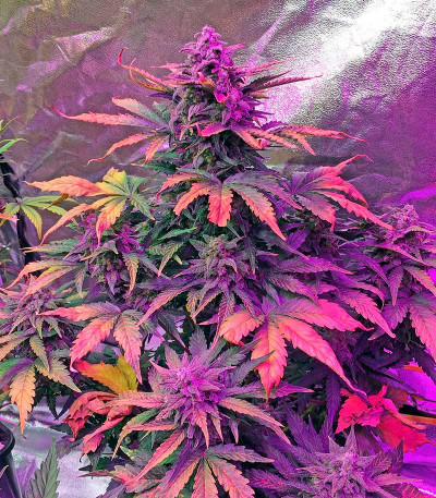 Семена сорта Haze XXL Autoflowering fem