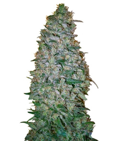 Семена сорта California Dream fem (Mandala Seeds)