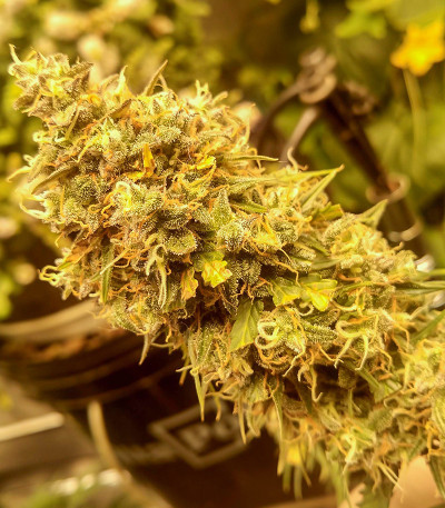 Семена сорта Pharaoh Auto (Auto Tutankhamon) fem (Семяныч)