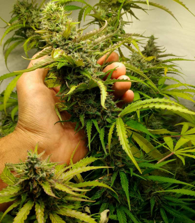 Семена сорта AK-77V fem (Victory Seeds)