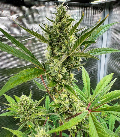 Семена сорта CBD Lemon Auto fem (Herbies Seeds)
