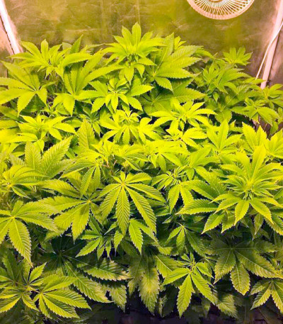 Семена сорта Desert Diesel fem