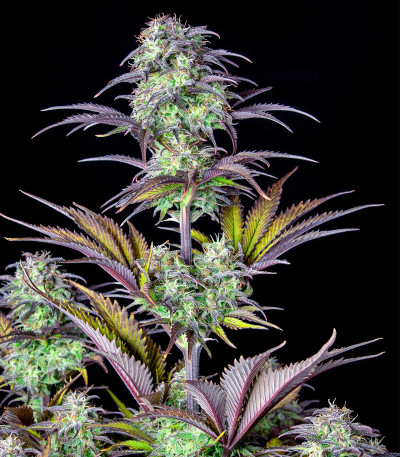 Семена сорта Original Blackberry auto fem (FastBuds)