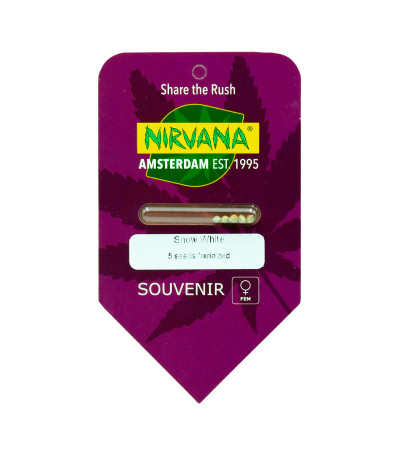 Семена сорта Snow White (Big Bud) fem (Nirvana Seeds)