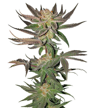 Семена сорта Astral Auto fem (Семяныч)