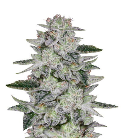 Семена сорта Sweet Valley Kush fem (Green House Seeds)