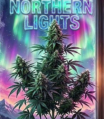 Семена сорта Northern Lights 10 of 10 fem (Seedkeepers)