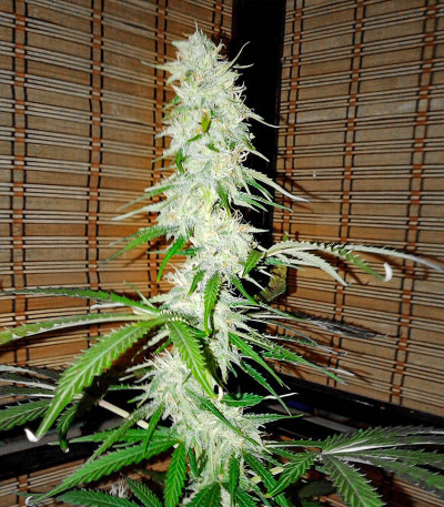 Семена сорта Easy Ryder Auto fem (Семяныч)