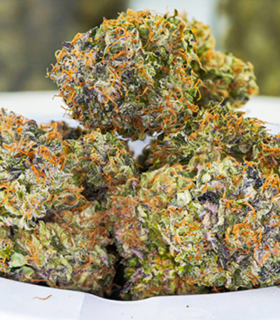 Семена сорта Auto Mimosa Punch fem (Dutch Passion)