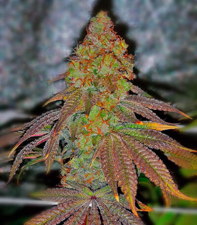 Семена сорта Dos-Vi-Dos 33 fem (Семяныч)