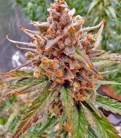 Семена сорта Purple Juice Auto fem (Herbies Seeds)