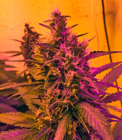 Семена сорта Green Poison Auto fem (Sweet Seeds)
