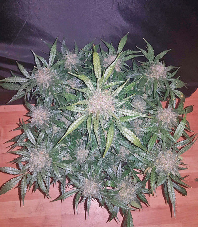 Сорт конопли King’s Kush Auto