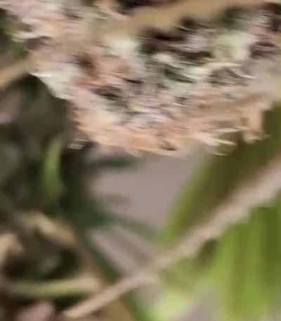 Семена сорта Papaya Zoap F1 Fast Version fem (Sweet Seeds)