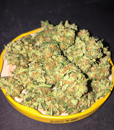 Семена сорта Watermelon Zkittlez Fast Version fem (Easy Grow Seeds)