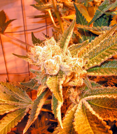 Семена сорта Dr. Greenthumb’s Em-Dog by B-Real fem