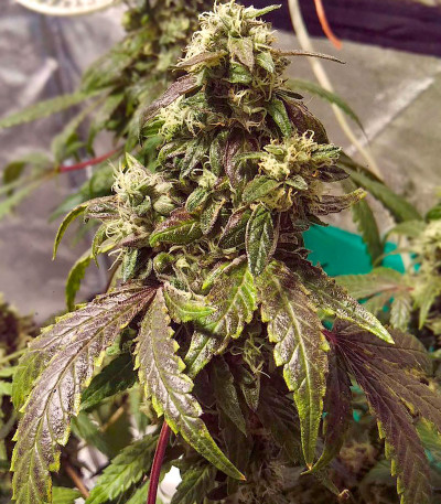 Семена сорта Gorila fem (Pyramid Seeds)