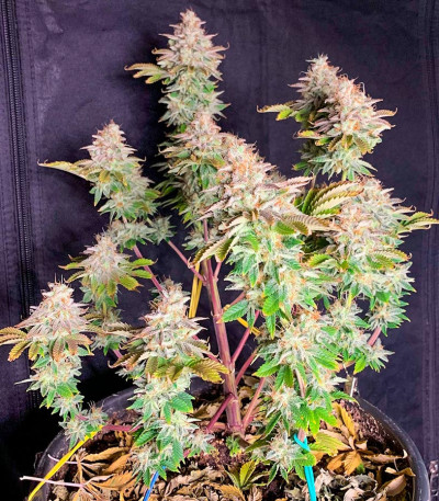 Семена сорта Jungle Lava fem (Original Sensible Seeds)