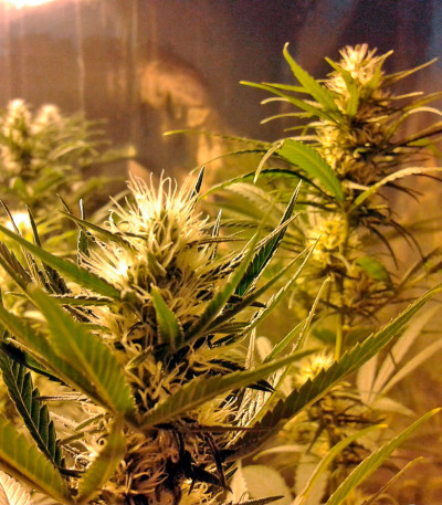 Семена сорта Kilimanjaro fem (World of Seeds)