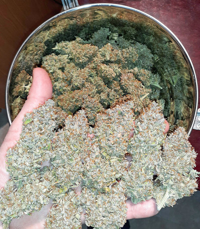 Семена сорта Strawberry Pie Auto fem (FastBuds)