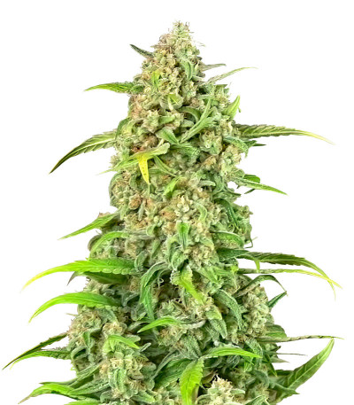 Семена сорта Jealousy Z XL Auto fem (Sweet Seeds)