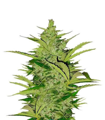 Семена сорта Fast Eddy Automatic CBD fem (Royal Queen Seeds)