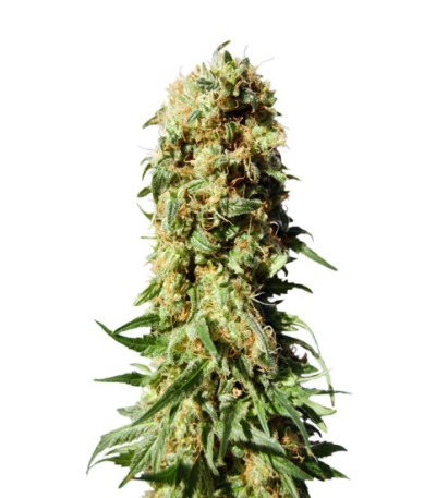 Семена сорта Original Berry fem (Kannabia Seed Company)