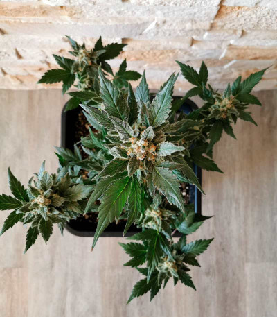 Семена сорта Super Lemon Haze Auto fem (Green House Seeds)