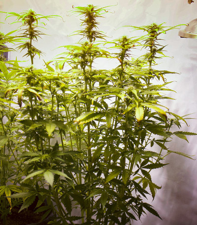 Семена сорта AFS Princess fem (AlphaFem Seeds)