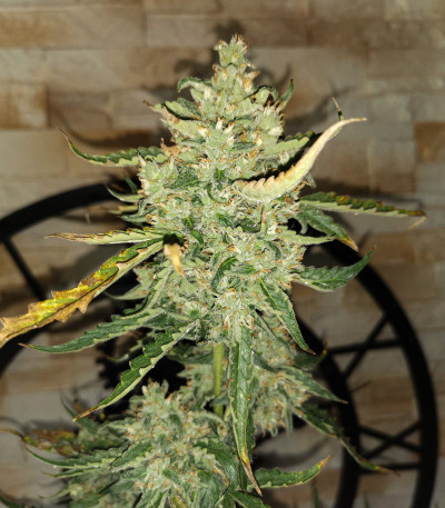 Семена сорта Auto Blue Pyramid fem (Pyramid Seeds)
