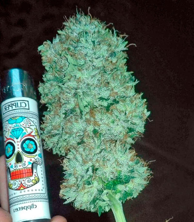 Семена сорта Bubba Kush fem (Dinafem Seeds)