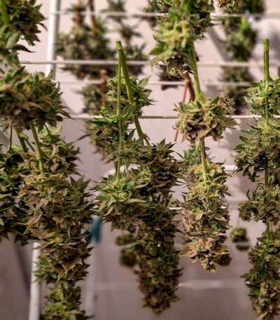 Семена сорта Gorilla Glue × Lemon Haze (7CH Seeds & Cali Buds Seeds)