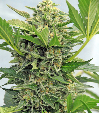 Семена сорта Pineapple Skunk reg (Humboldt Seeds)