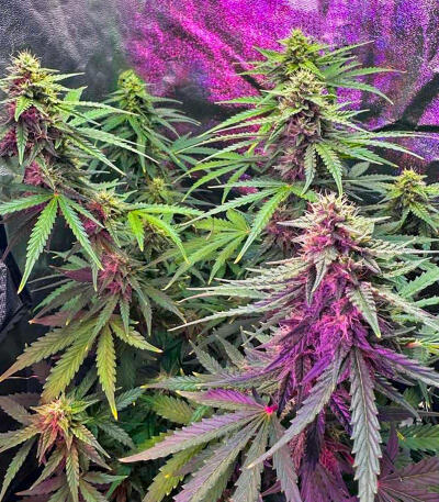 Семена сорта Plushberry Auto fem (7CH American)