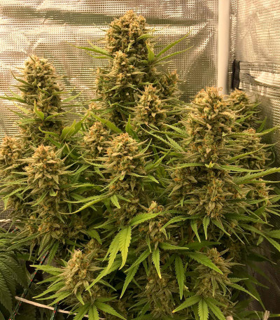 Семена сорта West Coast O.G. Auto fem (FastBuds)