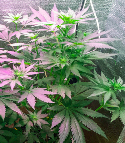 Семена сорта White Widow fem (Victory Seeds)