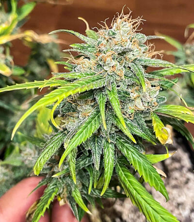 Семена сорта Watermelon Zkittlez Fast Version fem (Easy Grow Seeds)