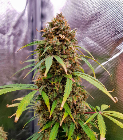 Семена сорта Gorilla Crunch Auto fem от Семяныча