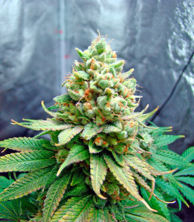 Семена сорта Lemon Garlic OG fem