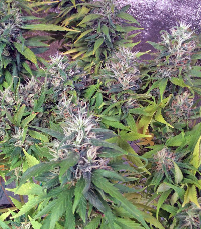 Сорт конопли Morning Glory 