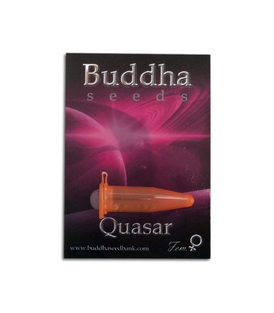 Семена сорта Buddha Quasar fem