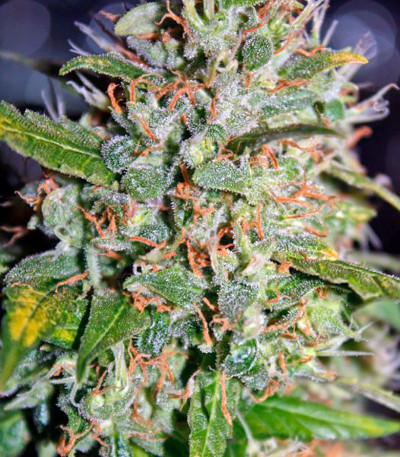 Семена сорта Jack Herer fem (Green House Seeds)