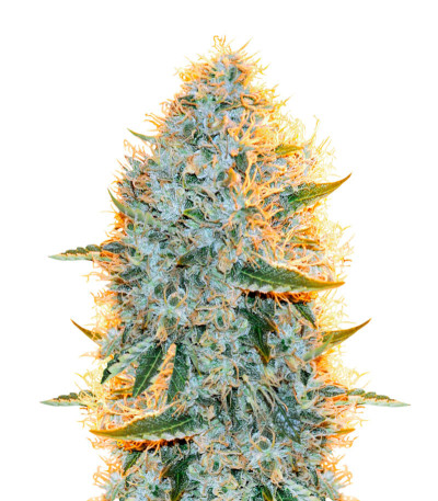 Семена сорта Big Bazooka fem (Anesia Seeds)