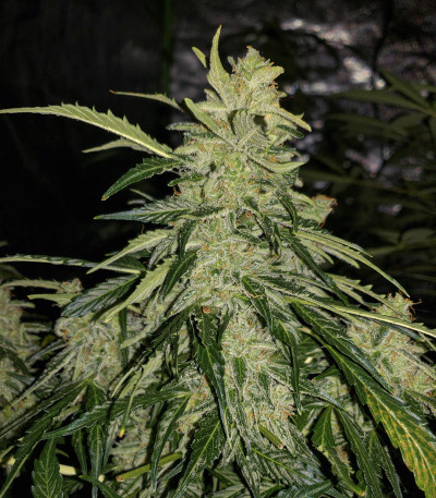 Семена сорта Auto American Pie fem (Pyramid Seeds)